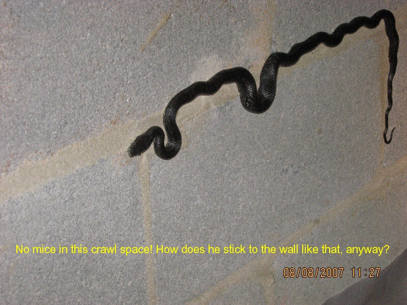 A Closer Look Home Inspection Charleston — moisture & water intrusion photo 34